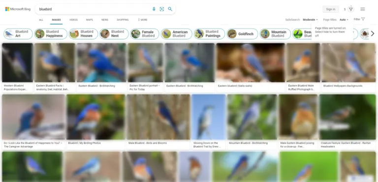 必应图片搜索[bluebird]的截图